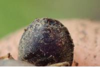 Podops calligerus