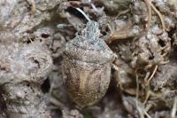 Podops inunctus