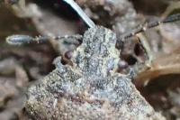 Podops inunctus