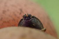 Podops inunctus