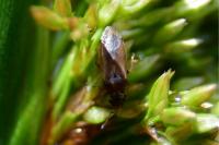 Cymus melanocephalus
