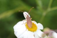 Gonocerus acuteangulatus