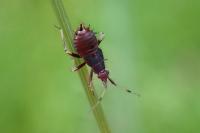 Deraeocoris ruber