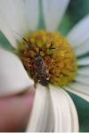 Closterotomus biclavatus