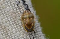 Neottiglossa leporina