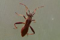 Camptopus lateralis