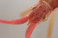 Haploprocta sulcicornis