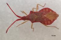 Haploprocta sulcicornis