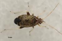 Criocoris crassicornis