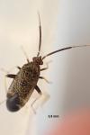 Criocoris crassicornis