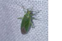Lygocoris pabulinus