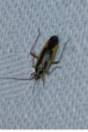 Stenotus binotatus