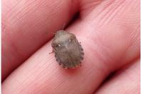 Eurygaster maura