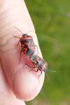 Eurydema ornata