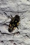 Polymerus unifasciatus