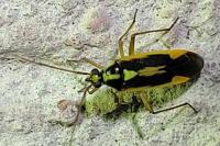 Stenotus binotatus