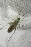 Oncotylus viridiflavus