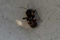 Polymerus unifasciatus
