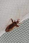 Phytocoris