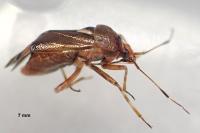 Deraeocoris flavilinea