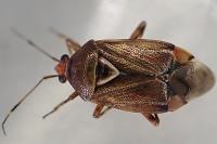 Deraeocoris flavilinea