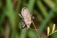 Ceraleptus gracilicornis