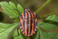 Graphosoma italicum italicum