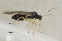 Bryocoris pteridis
