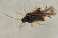 Bryocoris pteridis