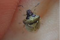 Eysarcoris aeneus