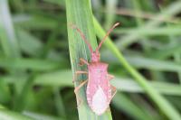 Gonocerus acuteangulatus