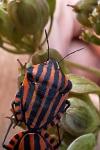 Graphosoma italicum italicum