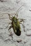 Adelphocoris lineolatus