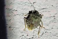 Halyomorpha halys