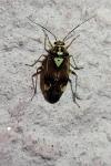 Lygus pratensis