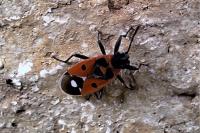 Melanocoryphus albomaculatus