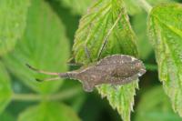 Enoplops scapha