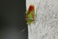 Acanthosoma haemorrhoidale
