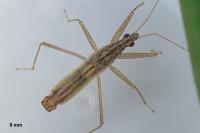 Nabis limbatus