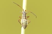 Leptopterna dolabrata
