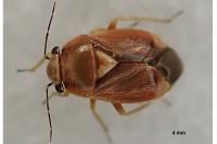 Strongylocoris luridus
