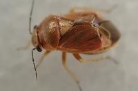 Strongylocoris luridus