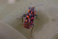 Spilostethus saxatilis