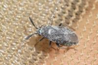 Heterocordylus genistae