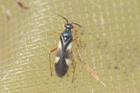 Globiceps fulvicollis