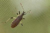 Dicranocephalus albipes