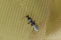 Globiceps sphaegiformis