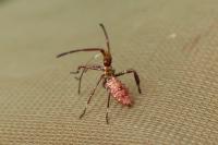 Leptoglossus occidentalis