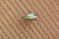 Macrotylus paykullii