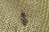 Tropistethus holosericus